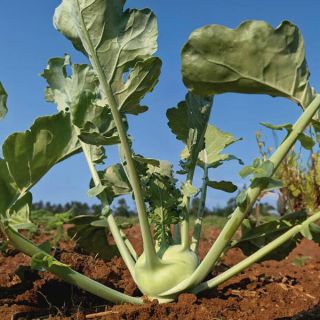 Kossak Kohlrabi Thumbnail